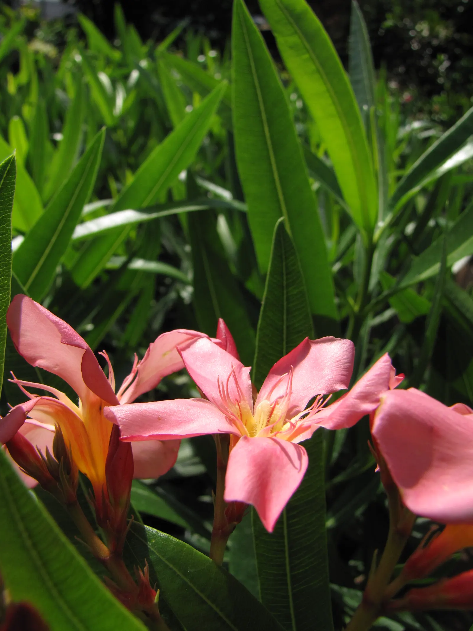 Oleander (Nerium Oleander) — This versatile plant can flourish up to heights of 8 to 12 feet and spread out to an impressive 6 to 10 feet; although, image 73