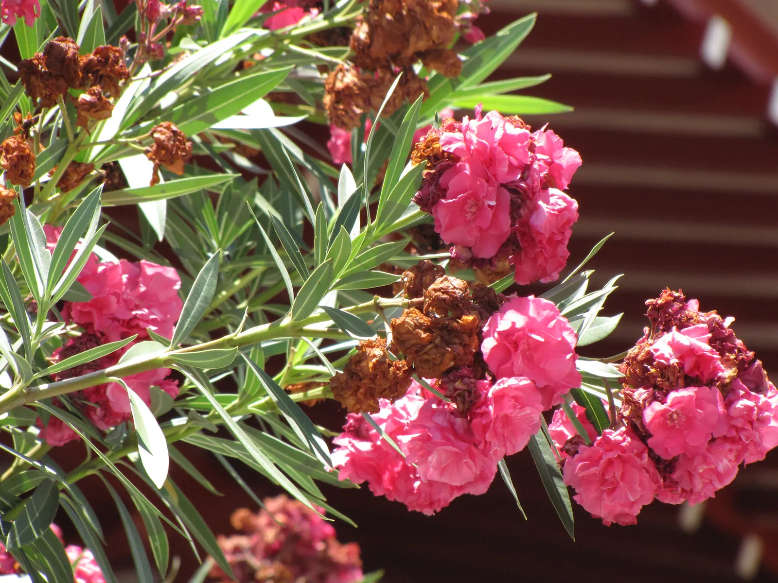 Oleander (Nerium Oleander) — is an evergreen shrub averaging 8-12 ft in height with a spread of 10 ft; the Oleander is well adapted to warm, image 65