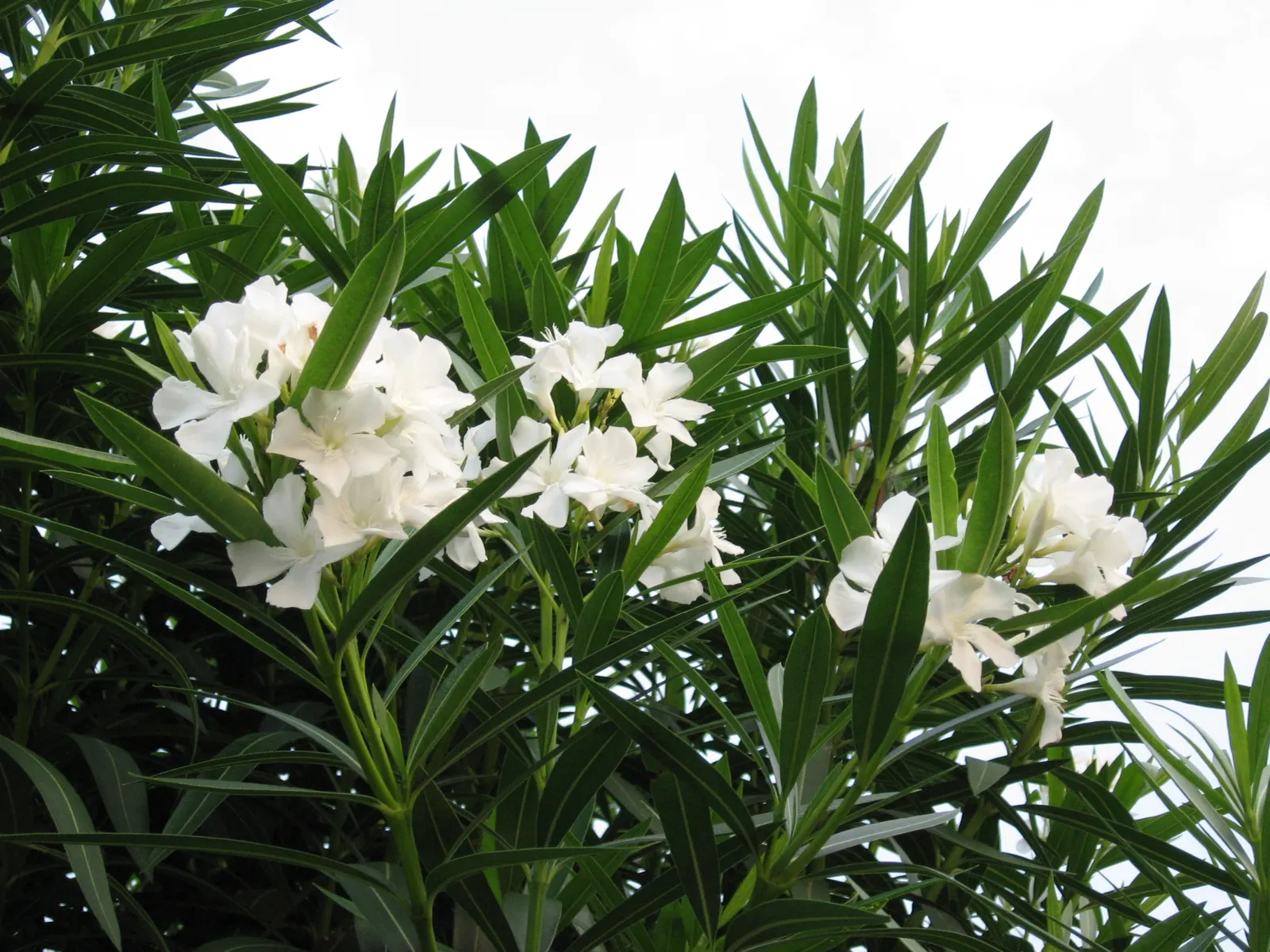 Oleander (Nerium Oleander) — shrub with red blooms; the Oleander is well adapted to warm climates and is hardy in USDA zones 8 through 10