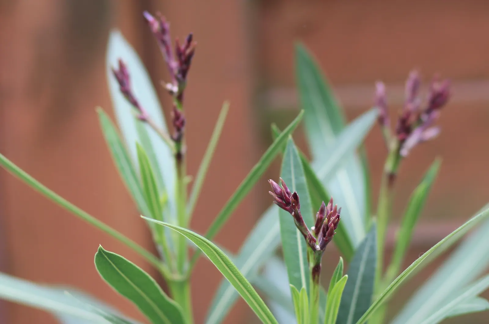 Oleander (Nerium Oleander) — This versatile plant can flourish up to heights of 8 to 12 feet and spread out to an impressive 6 to 10 feet; although hardy in