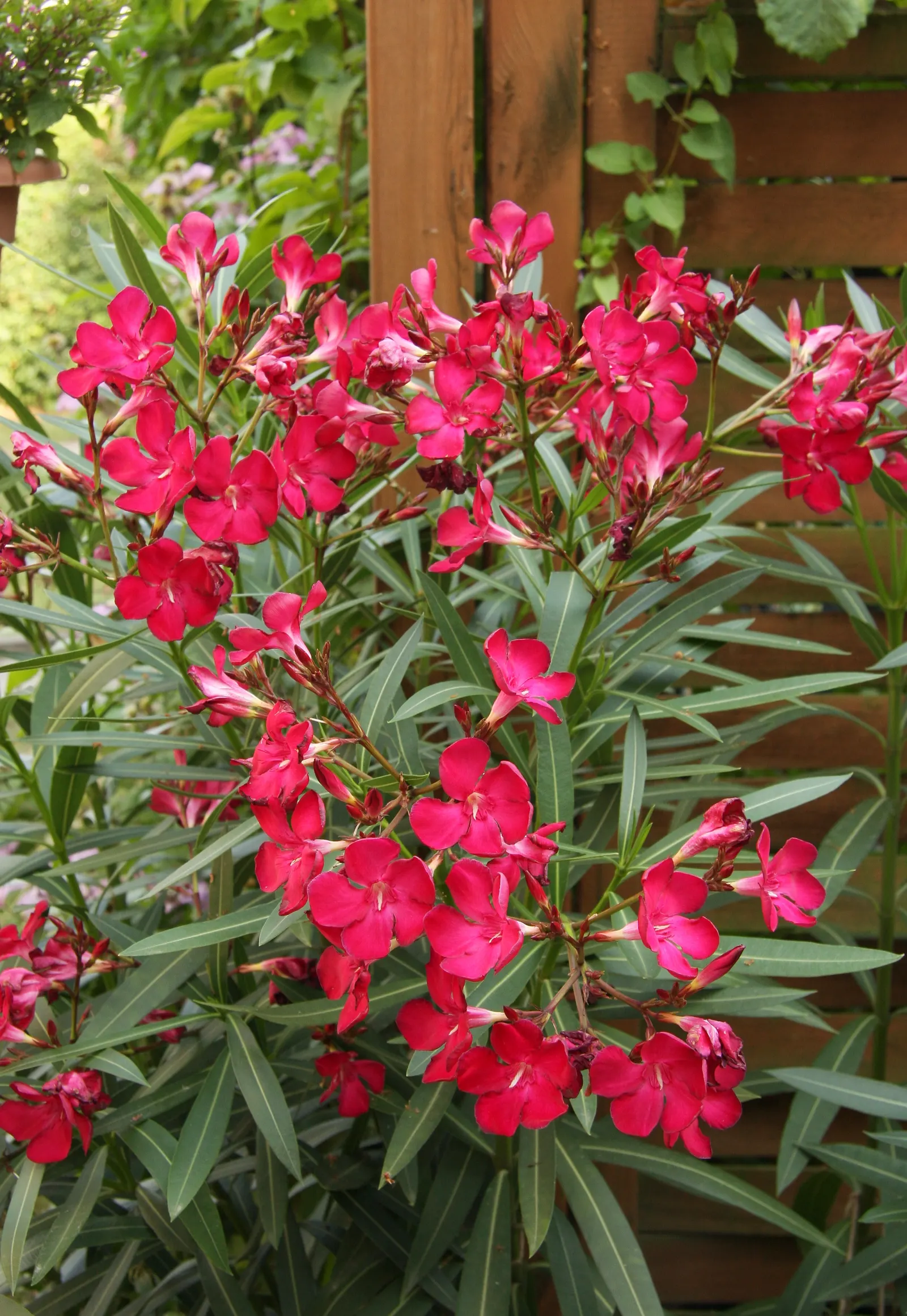 Oleander (Nerium Oleander) — commonly known as Oleander; although hardy in USDA zones 8-10, it is toxic if ingested, image 85