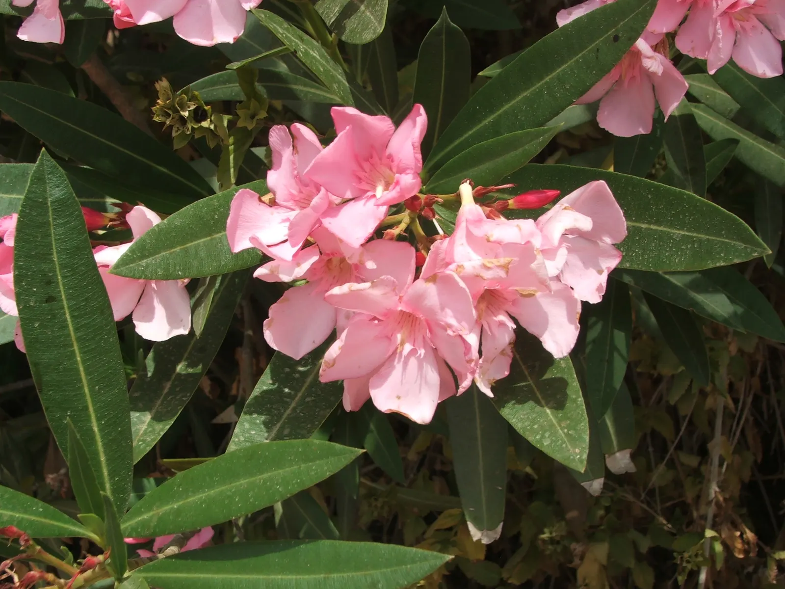 Oleander (Nerium Oleander) — Additionally, minimal contact is advised as the sap can cause skin irritation in sensitive individuals, image 60