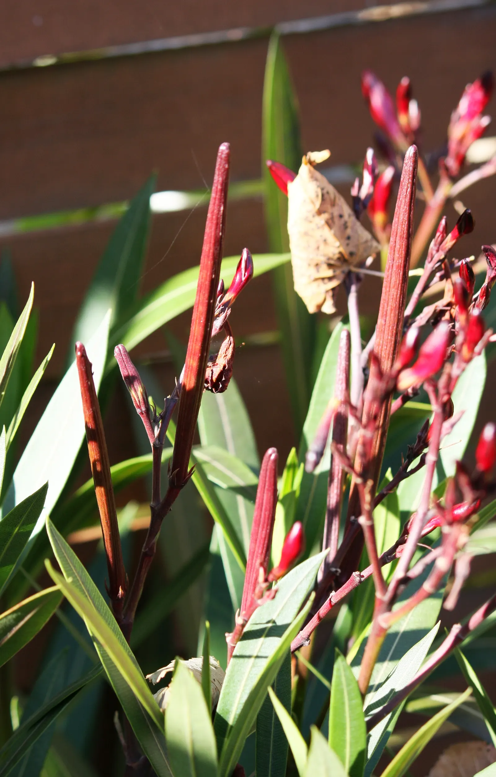 Oleander (Nerium Oleander) — shrub with red blooms; the Oleander is well adapted to warm climates and is hardy in USDA zones 8 through 10, image 104