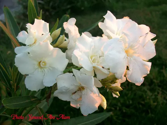 Oleander (Nerium Oleander) — it is essential to consider their sunlight and water needs; additionally, minimal contact is advised as the sap can, image 78