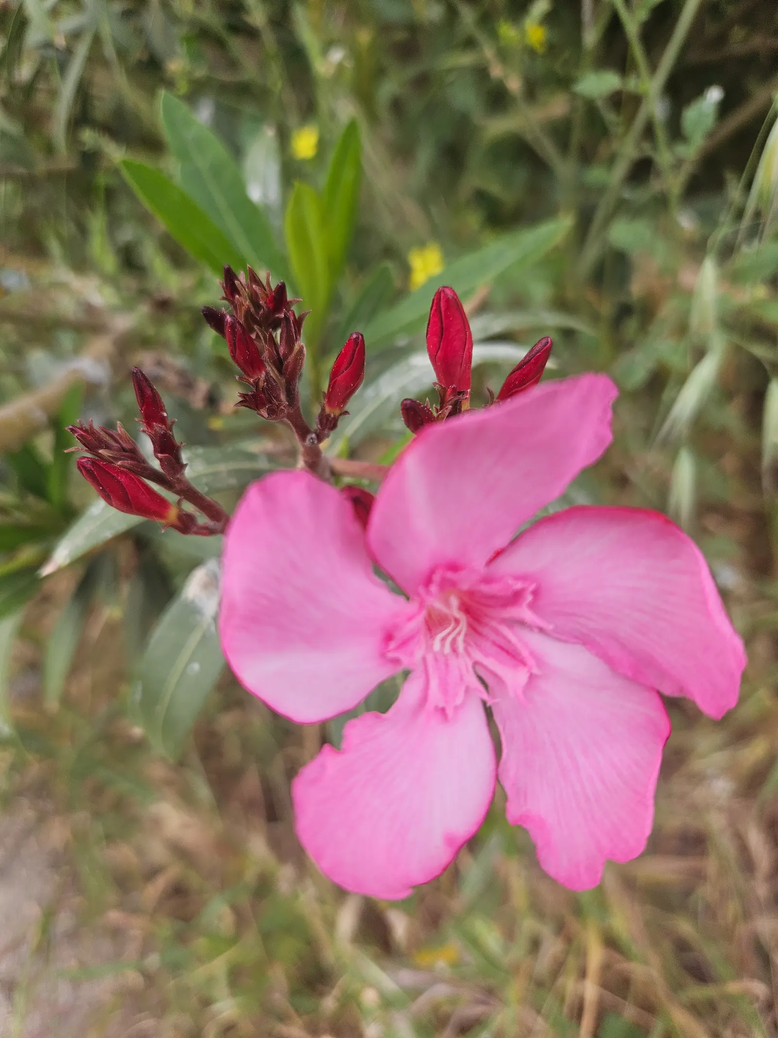 Oleander (Nerium Oleander) — It showcases lance-shaped leaves and clusters of fragrant flowers in shades of pink, red, or white; additionally, minimal contact