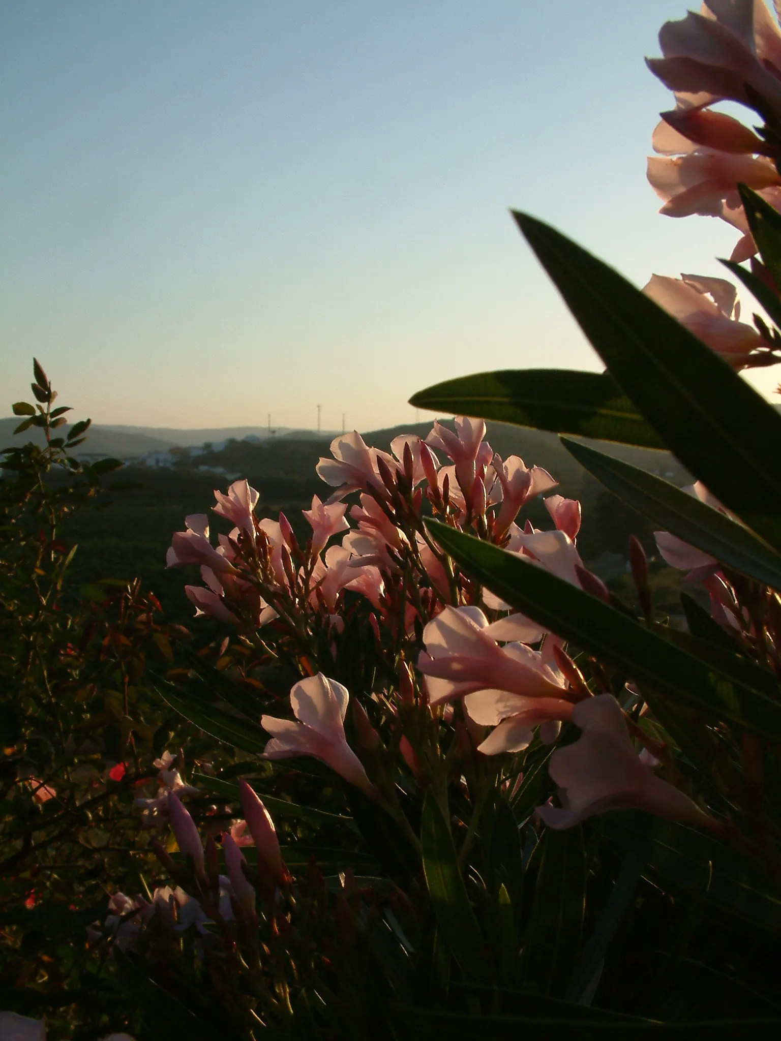 Oleander (Nerium Oleander) — vibrant flowers and dark green; additionally, minimal contact is advised as the sap can cause skin irritation in, image 72