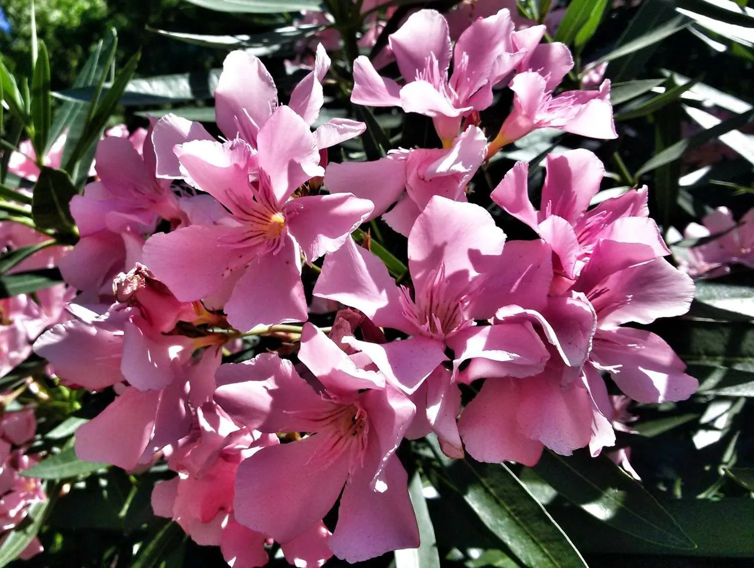 Oleander (Nerium Oleander) — is an eye-catching evergreen shrub renowned for its bountiful; the Oleander is well adapted to warm climates and is hardy in USDA