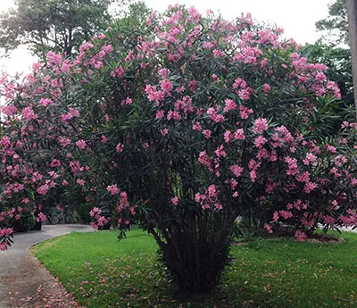 Oleander (Nerium Oleander) — is an eye-catching evergreen shrub renowned for its bountiful; the Oleander is well adapted to warm climates and is, image 71