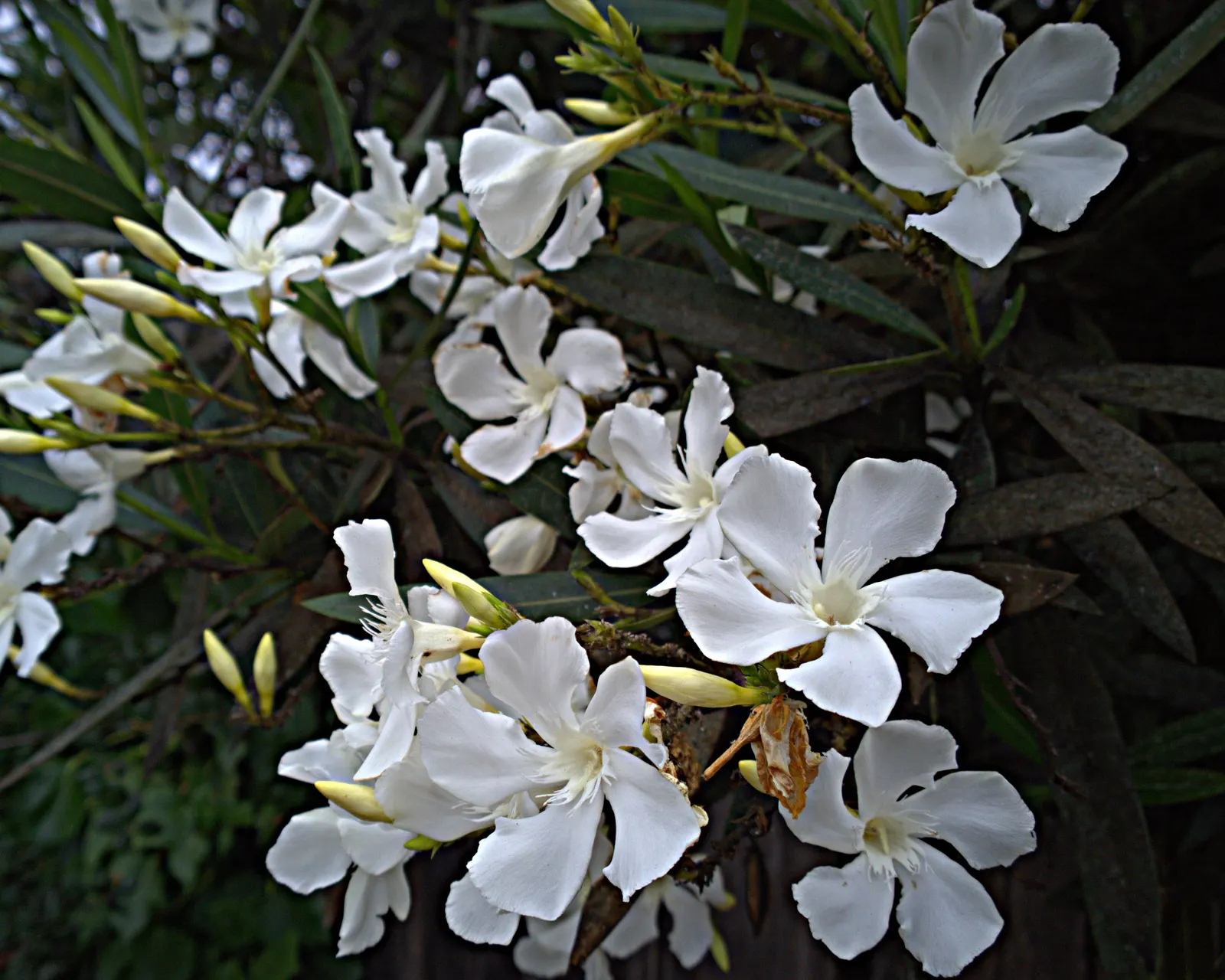 Oleander (Nerium Oleander) — Although hardy in USDA zones 8-10, it is toxic if ingested, image 67