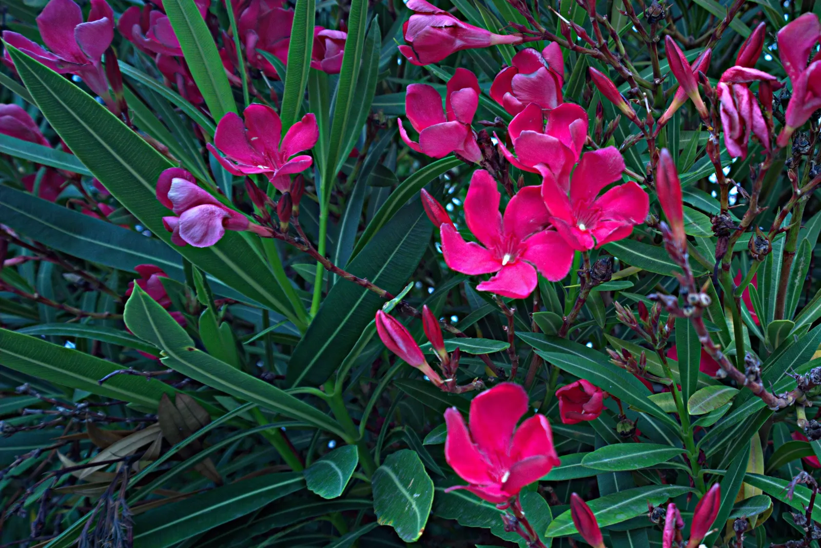 Oleander (Nerium Oleander) — shrub for full or half; additionally, minimal contact is advised as the sap can cause skin irritation in sensitive, image 63