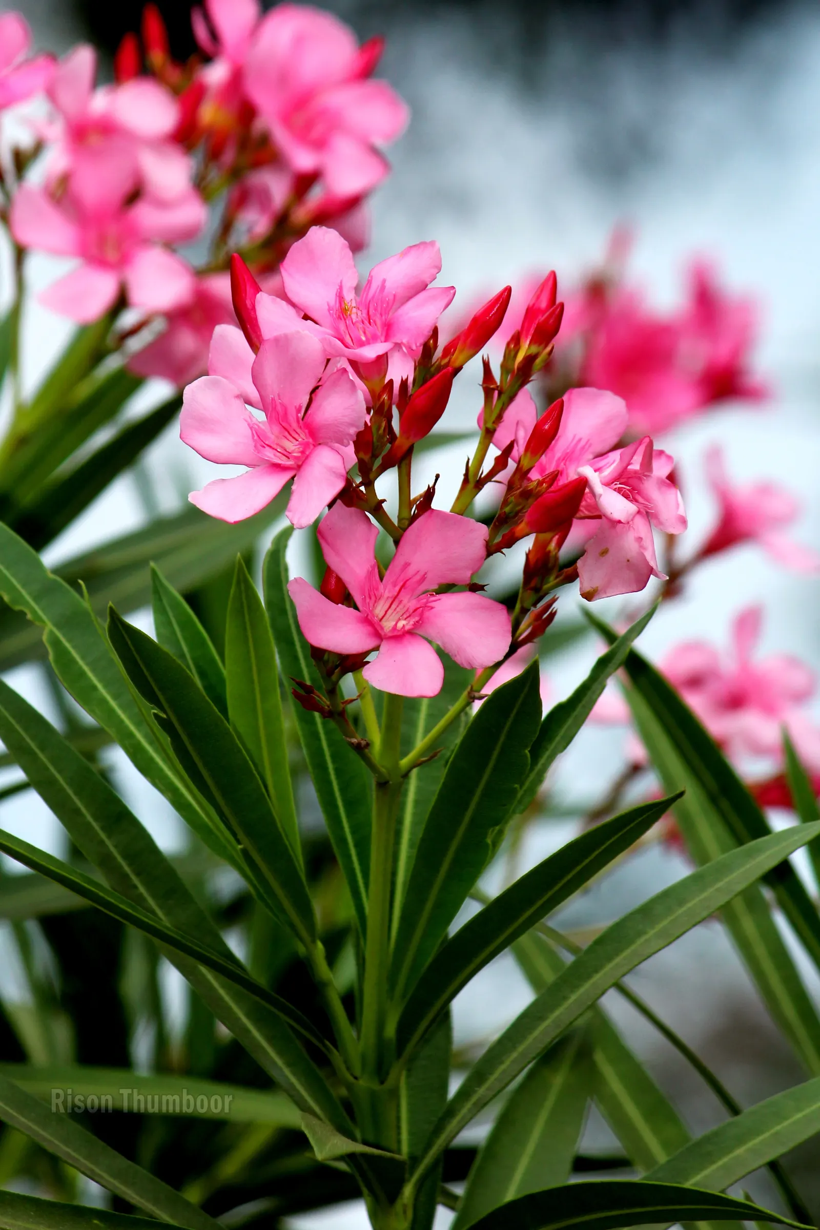 Oleander (Nerium Oleander) — which appear in a stunning array of colors such as pink; although hardy in USDA zones 8-10, it is toxic if ingested