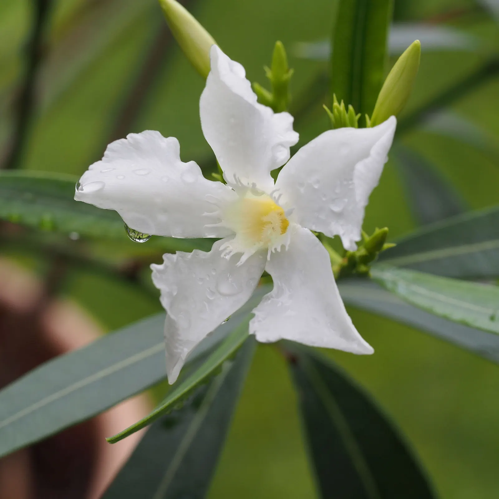 Oleander (Nerium Oleander) — red flowers in the garden; although hardy in USDA zones 8-10, it is toxic if ingested, image 61