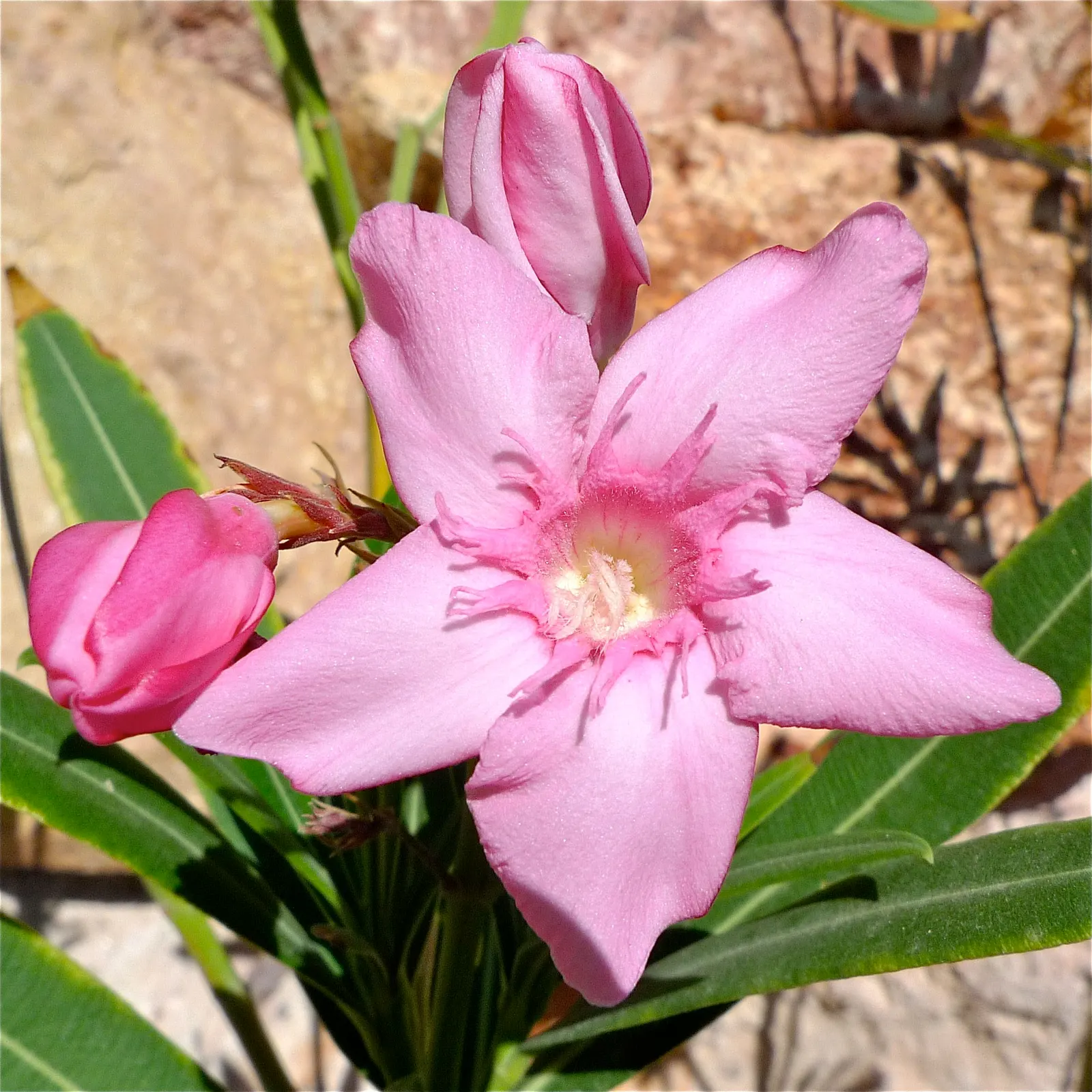 Oleander (Nerium Oleander) — commonly known as Oleander; although hardy in USDA zones 8-10, it is toxic if ingested, image 64