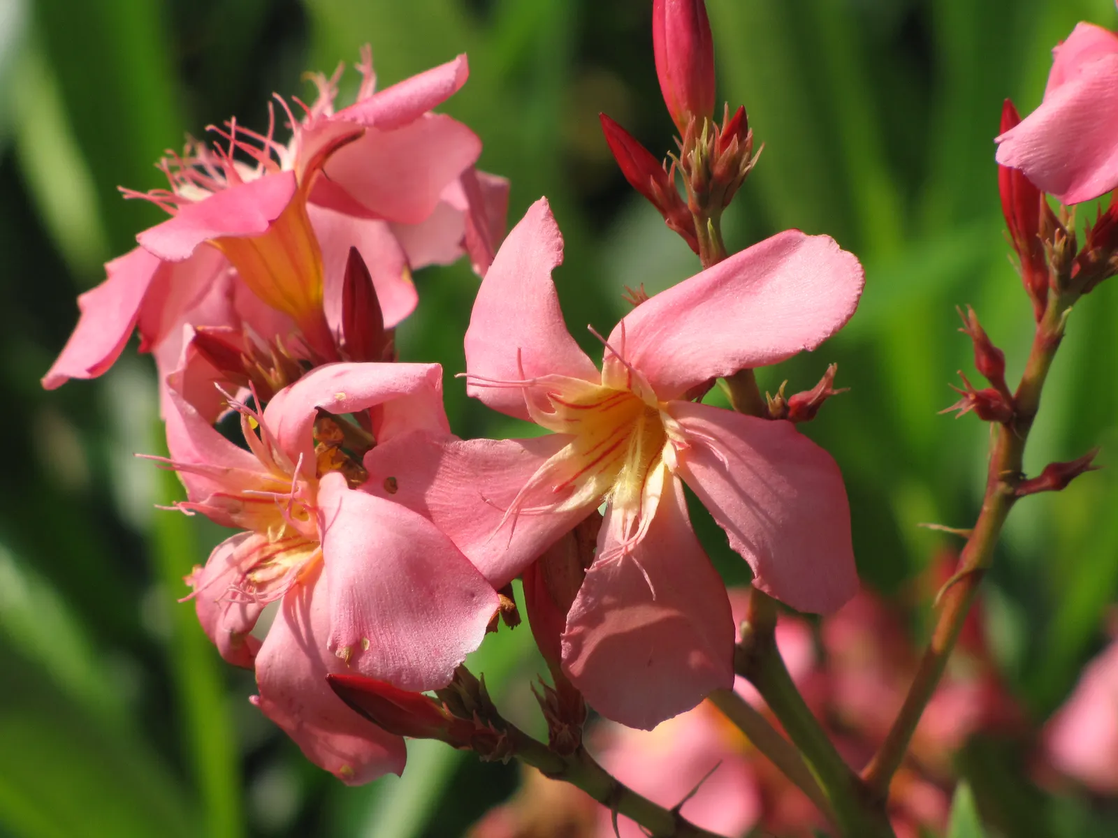 Oleander (Nerium Oleander) — scientifically known as Nerium oleander; although hardy in USDA zones 8-10, it is toxic if ingested, image 70