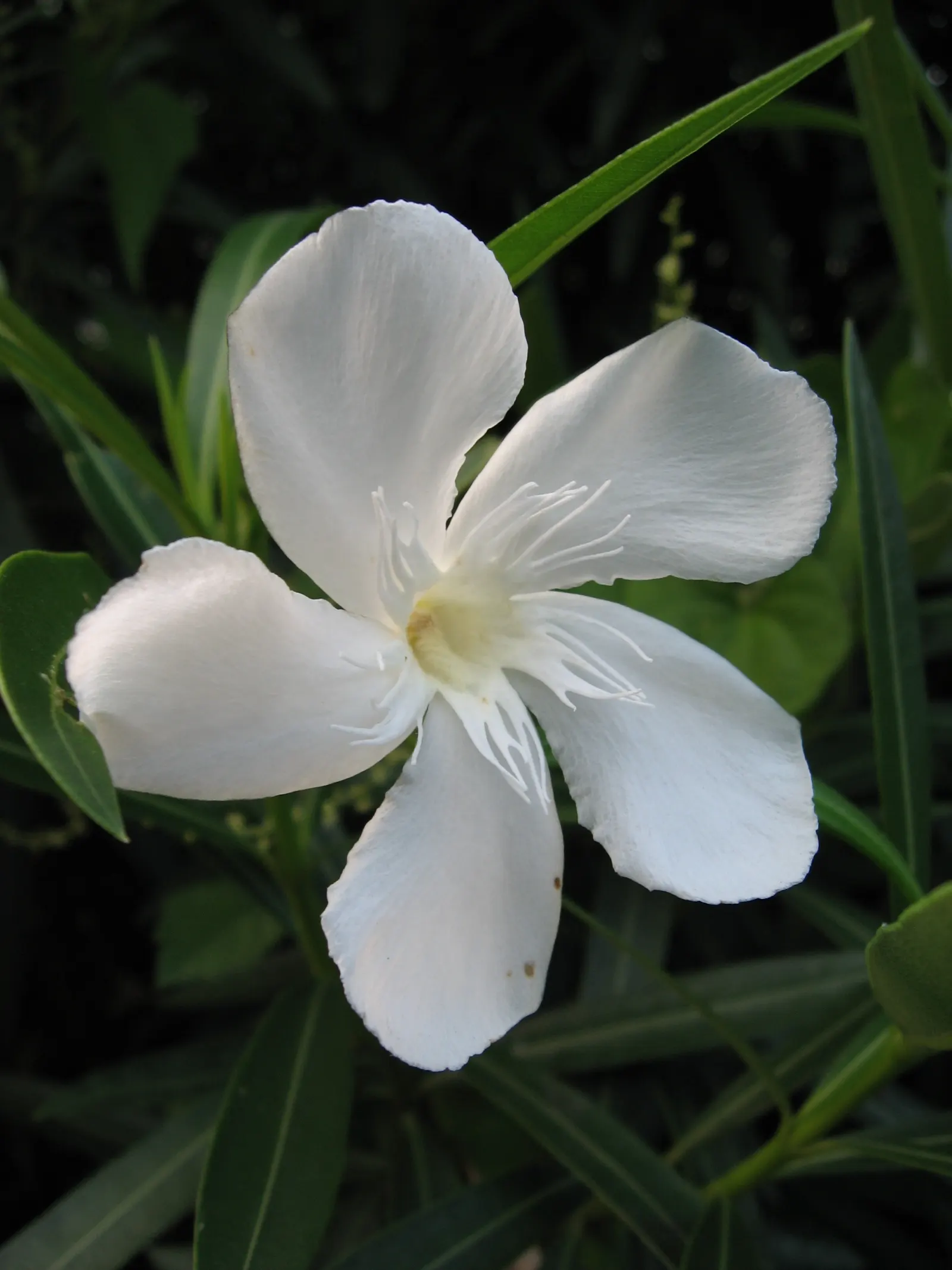Oleander (Nerium Oleander) — red flowers in the garden; although hardy in USDA zones 8-10, it is toxic if ingested