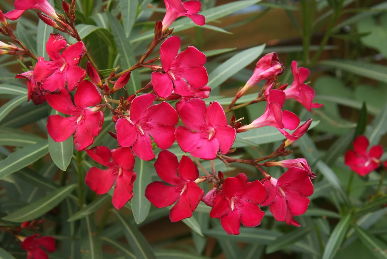 Oleander (Nerium Oleander) — is an evergreen shrub averaging 8-12 ft in height with a spread of 10 ft; the Oleander is well adapted to warm, image 86