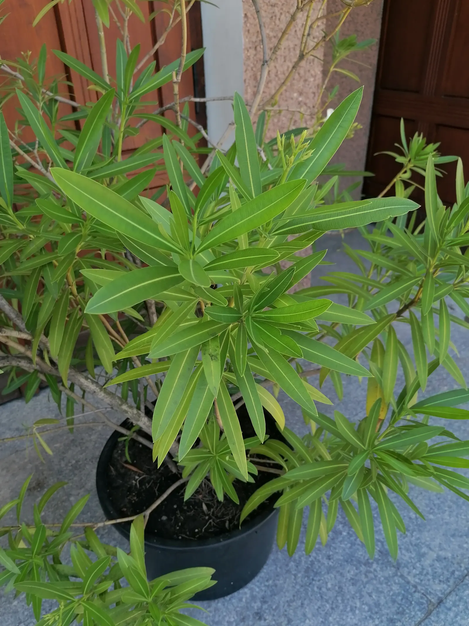 Oleander (Nerium Oleander) — shrub for full or half; additionally, minimal contact is advised as the sap can cause skin irritation in sensitive individuals