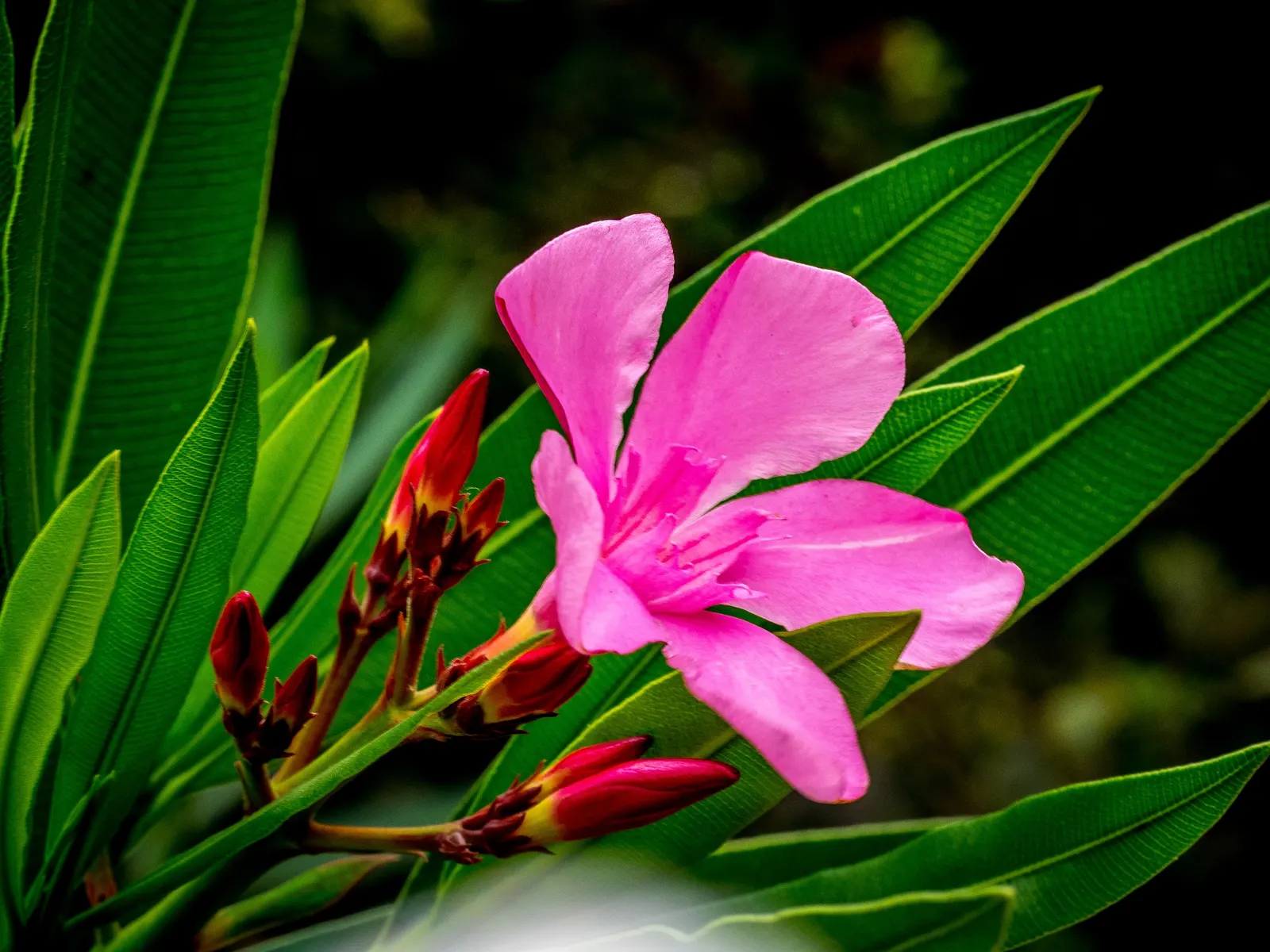 Oleander (Nerium Oleander) — They prefer full sun to partial shade settings and require moderate watering; although hardy in USDA zones 8-10, it is toxic if