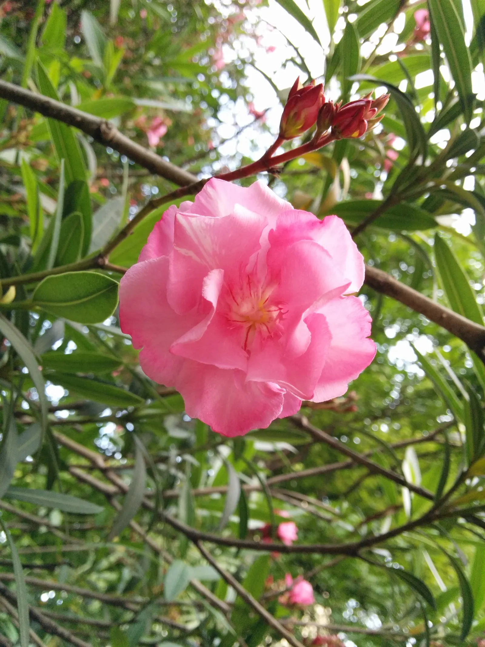 Oleander (Nerium Oleander) — red flowers in the garden; although hardy in USDA zones 8-10, it is toxic if ingested, image 82