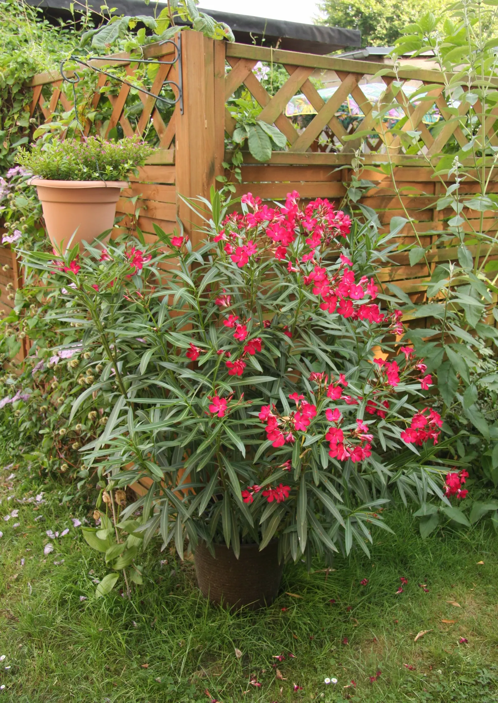Oleander (Nerium Oleander) — shrub for full or half; additionally, minimal contact is advised as the sap can cause skin irritation in sensitive, image 105