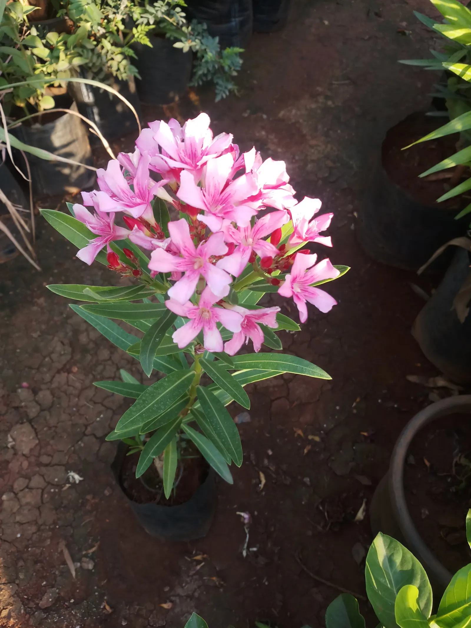 Oleander (Nerium Oleander) — the Oleander is well adapted to warm climates and is hardy in USDA zones 8 through 10, image 74