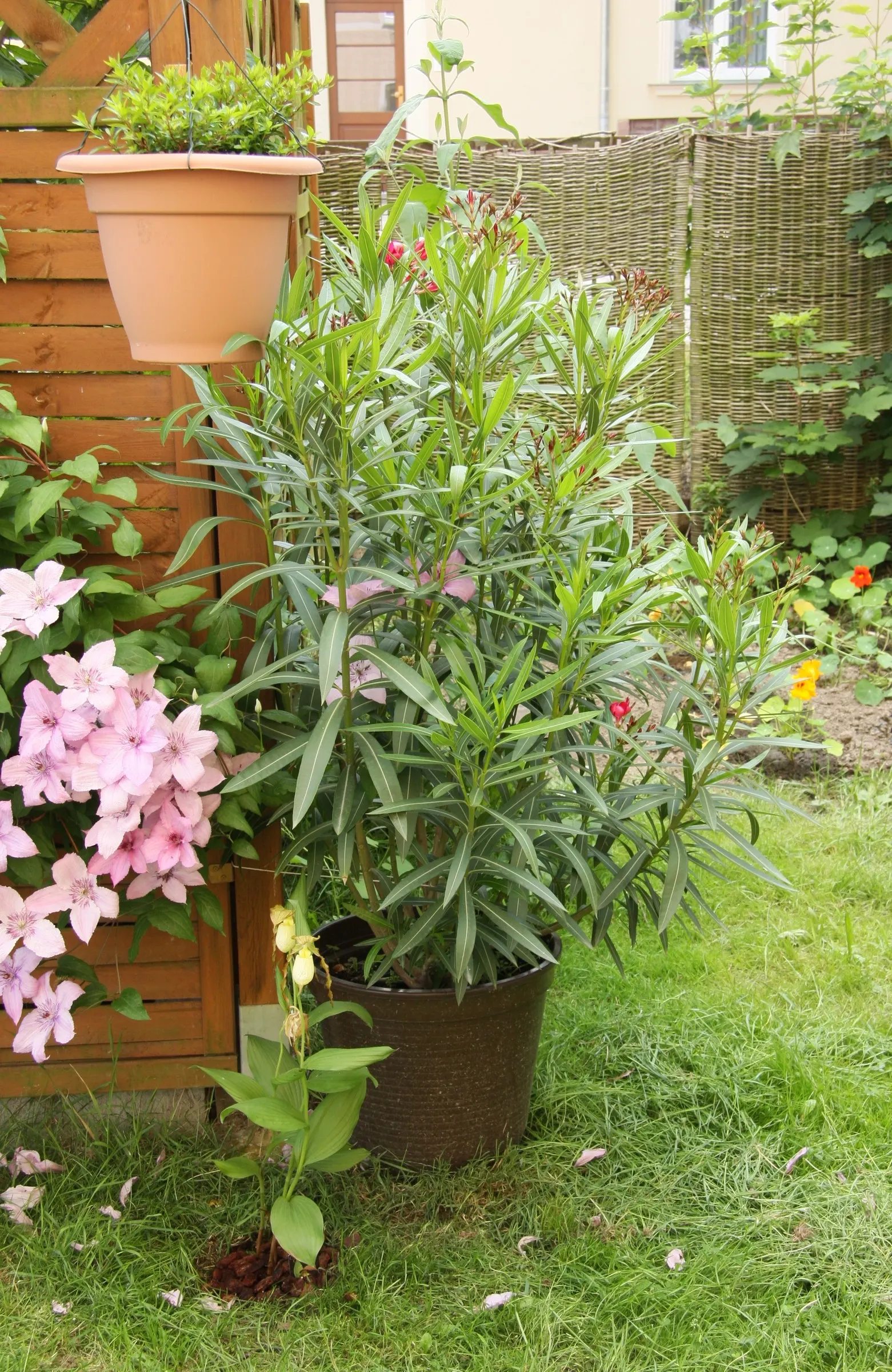 Oleander (Nerium Oleander) — red flowers in the garden; although hardy in USDA zones 8-10, it is toxic if ingested, image 103