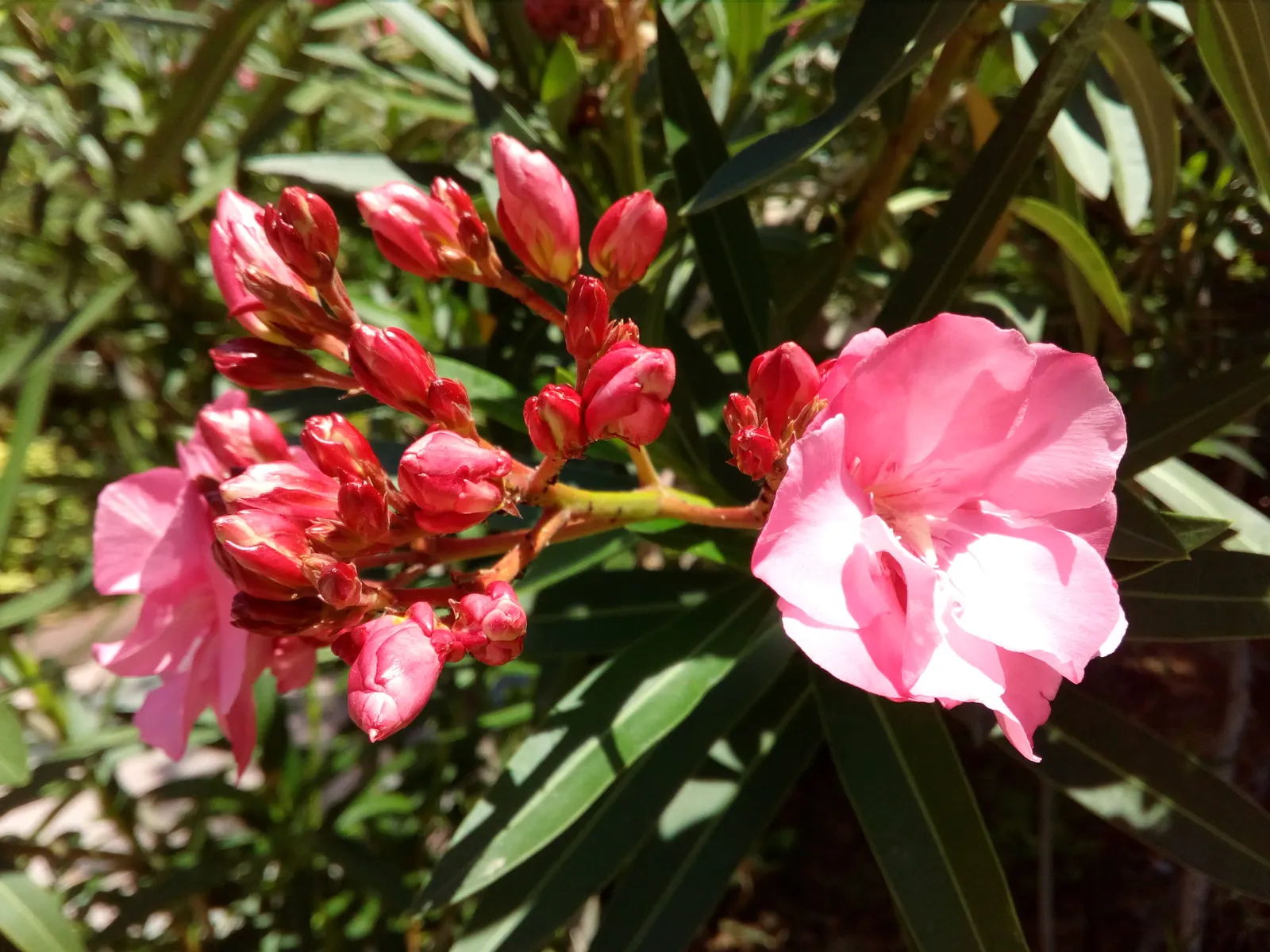 Oleander (Nerium Oleander) — create a striking display from early summer until the first frost; the Oleander is well adapted to warm climates and is hardy in