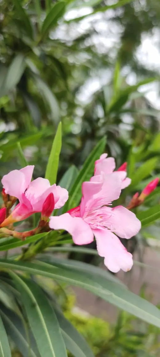 Oleander (Nerium Oleander) — scientifically known as Nerium oleander; although hardy in USDA zones 8-10, it is toxic if ingested, image 49