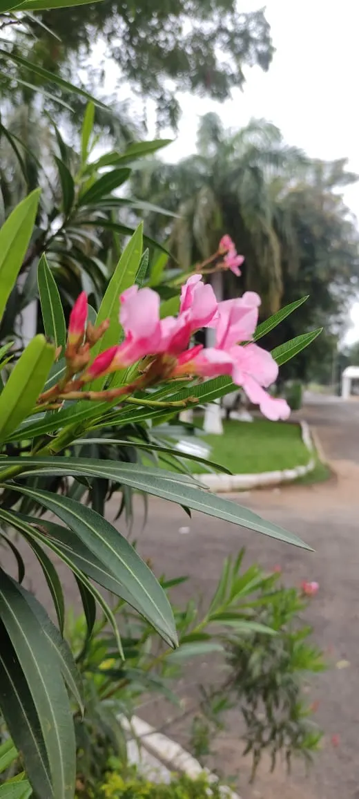 Oleander (Nerium Oleander) — which appear in a stunning array of colors such as pink; although hardy in USDA zones 8-10, it is toxic if ingested, image 55