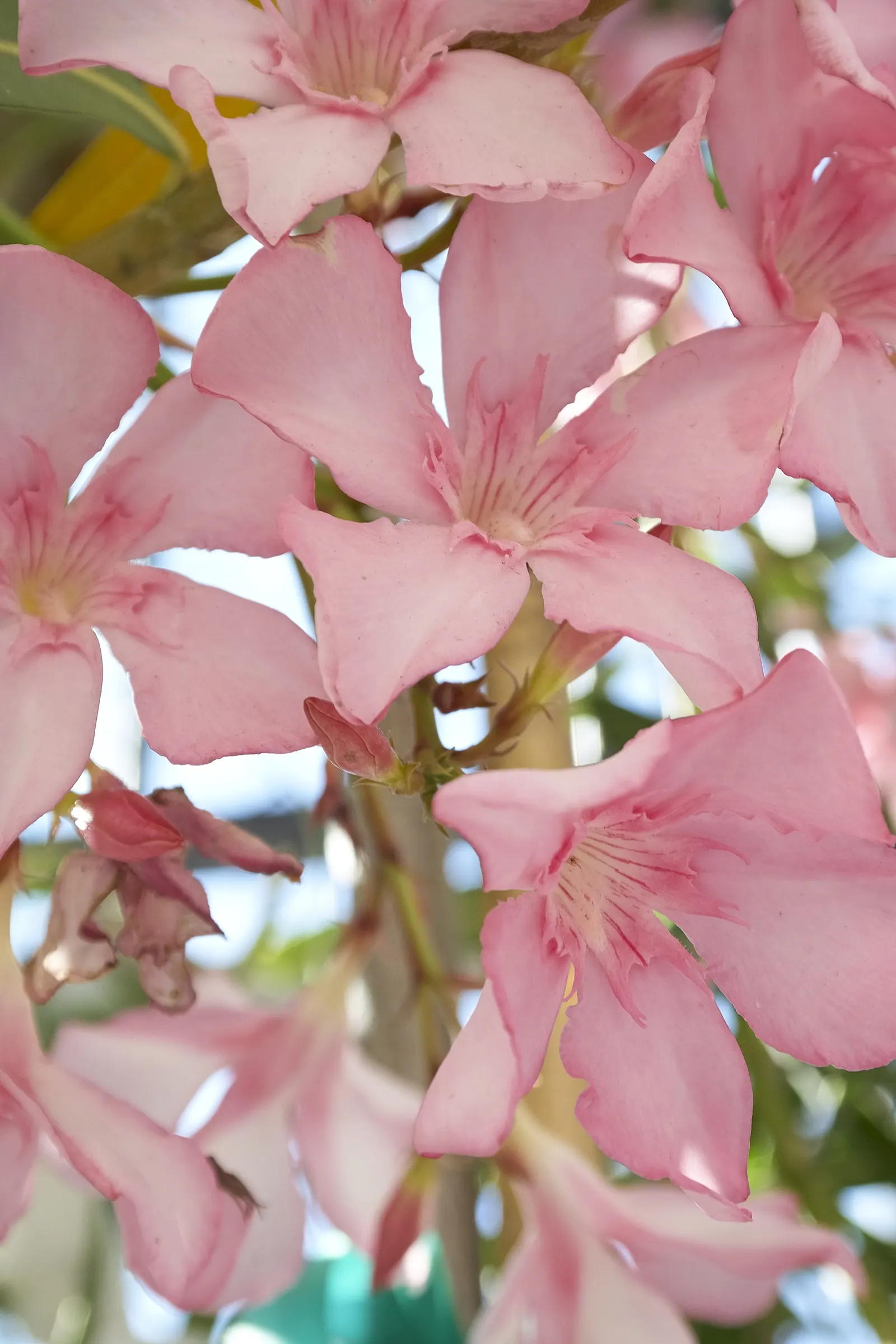 Oleander (Nerium Oleander) — scientifically known as Nerium oleander; although hardy in USDA zones 8-10, it is toxic if ingested