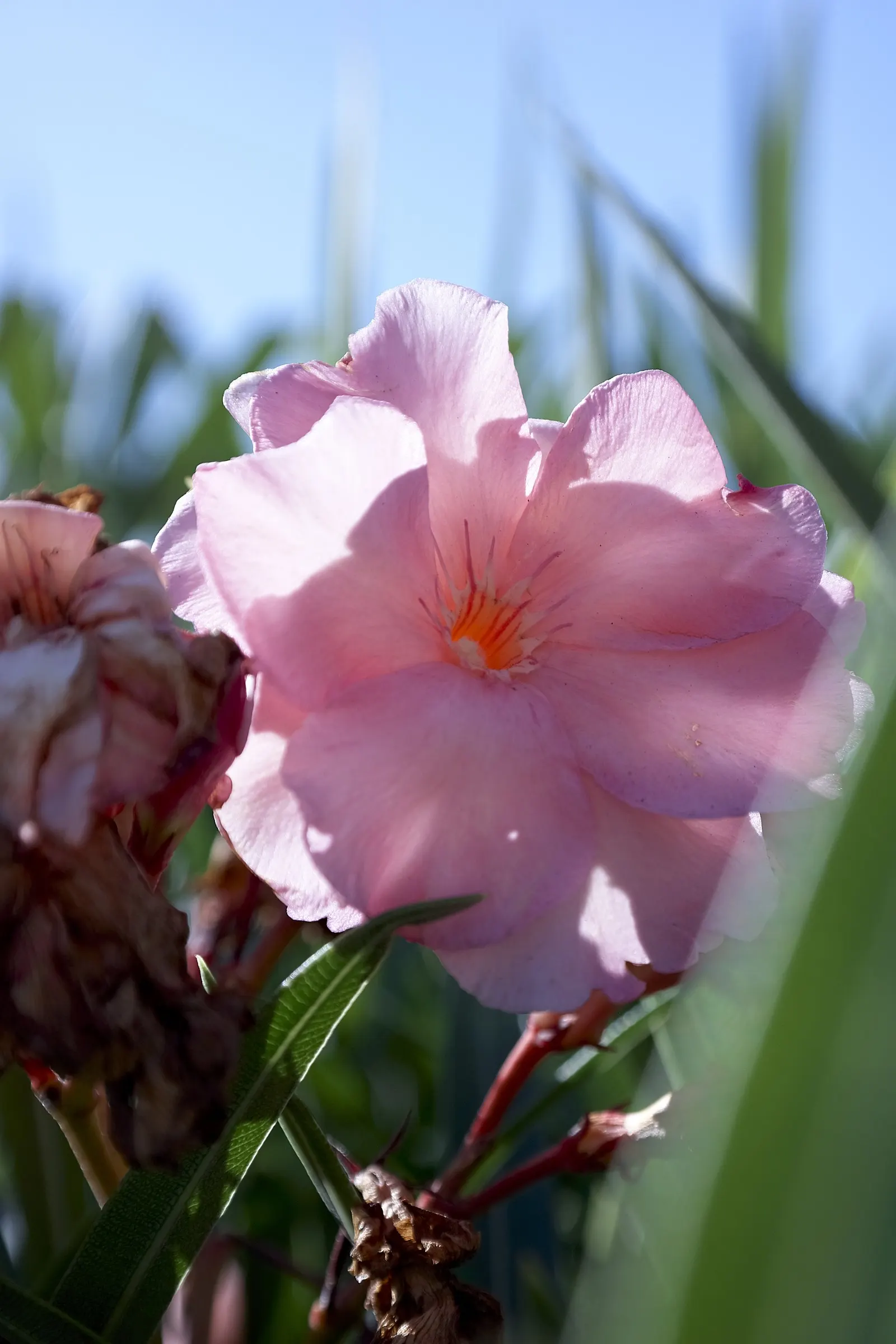 Oleander (Nerium Oleander) — Ideal for hedges or ornamental screens; additionally, minimal contact is advised as the sap can cause skin irritation in sensitive