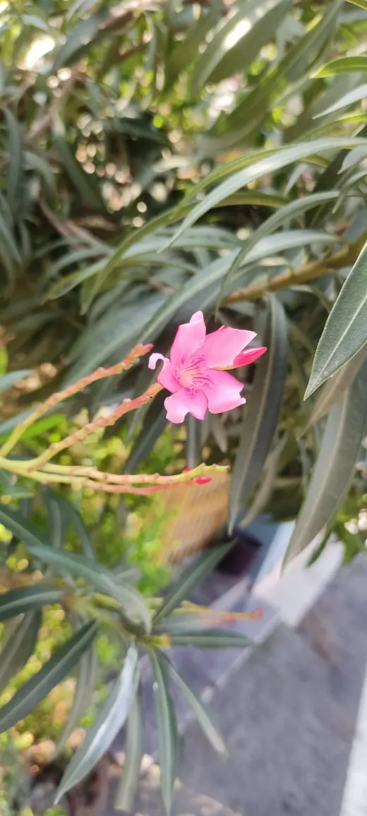 Oleander (Nerium Oleander) — create a striking display from early summer until the first frost