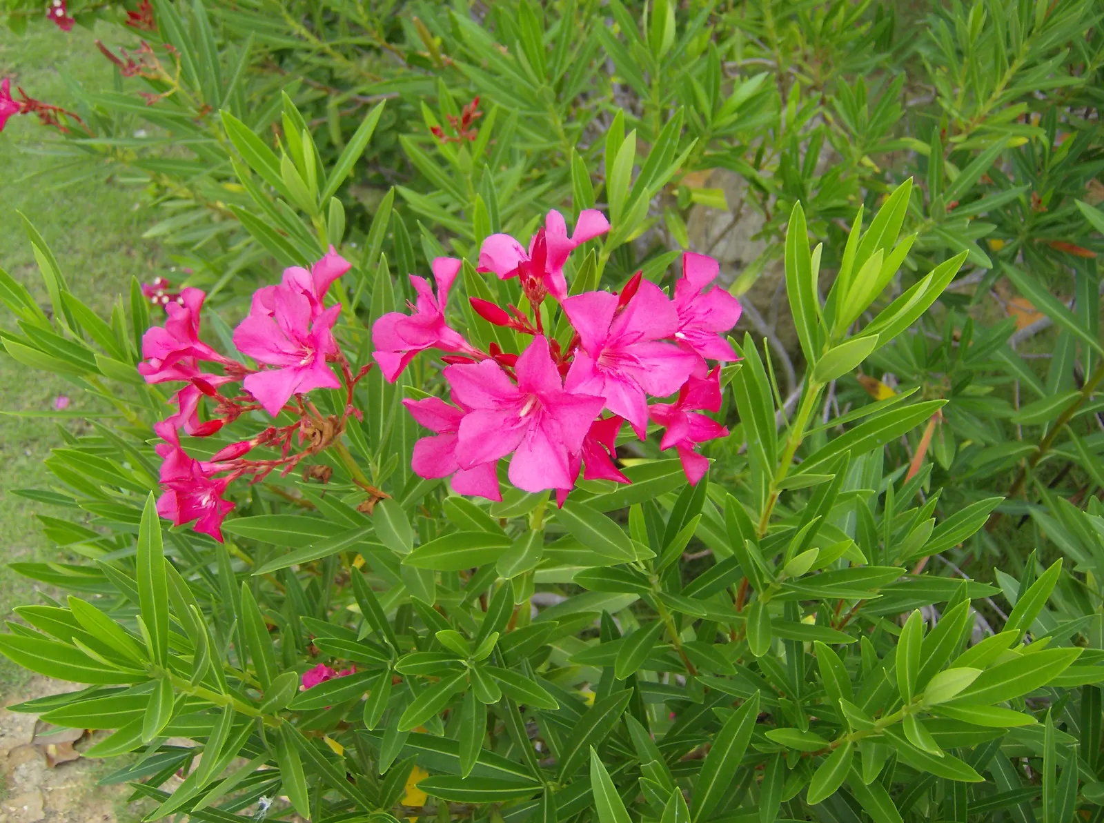 Oleander (Nerium Oleander) — commonly known as Oleander; although hardy in USDA zones 8-10, it is toxic if ingested