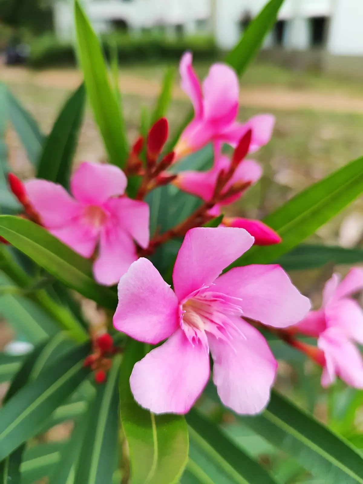 Oleander (Nerium Oleander) — Requires well-drained soil and full sun to partial shade; the Oleander is well adapted to warm climates and is hardy, image 47