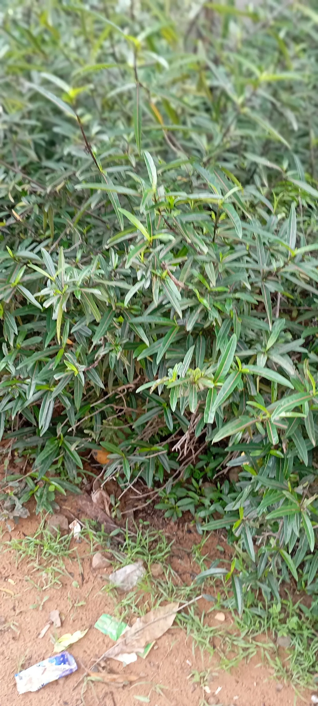Oleander (Nerium Oleander) — This versatile plant can flourish up to heights of 8 to 12 feet and spread out to an impressive 6 to 10 feet; although, image 52