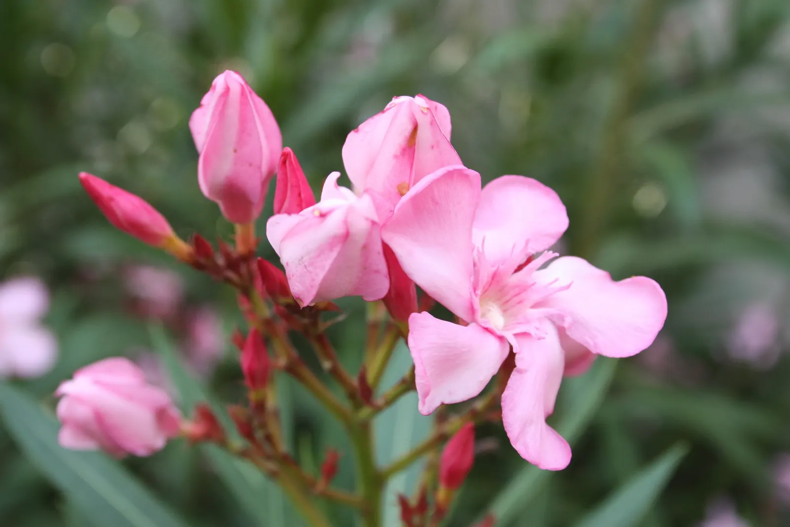 Oleander (Nerium Oleander) — scientifically known as Nerium oleander