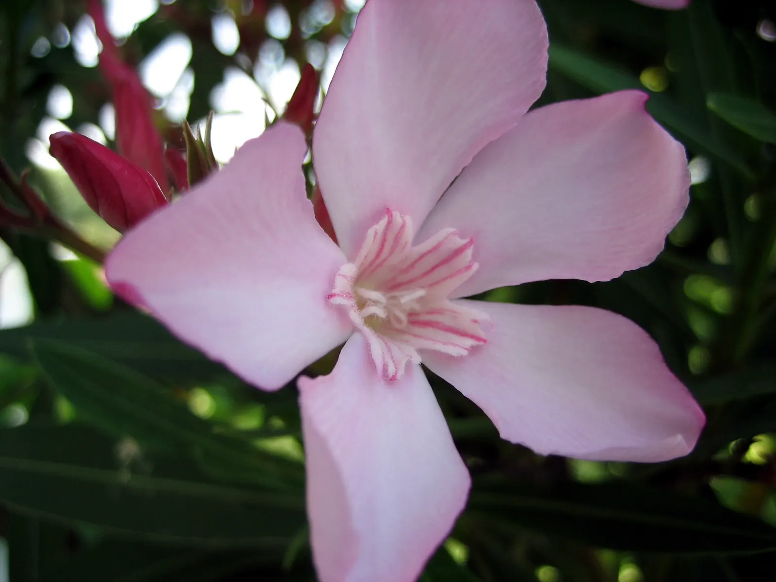 Oleander (Nerium Oleander) — It showcases lance-shaped leaves and clusters of fragrant flowers in shades of pink, red, or white; additionally, image 45