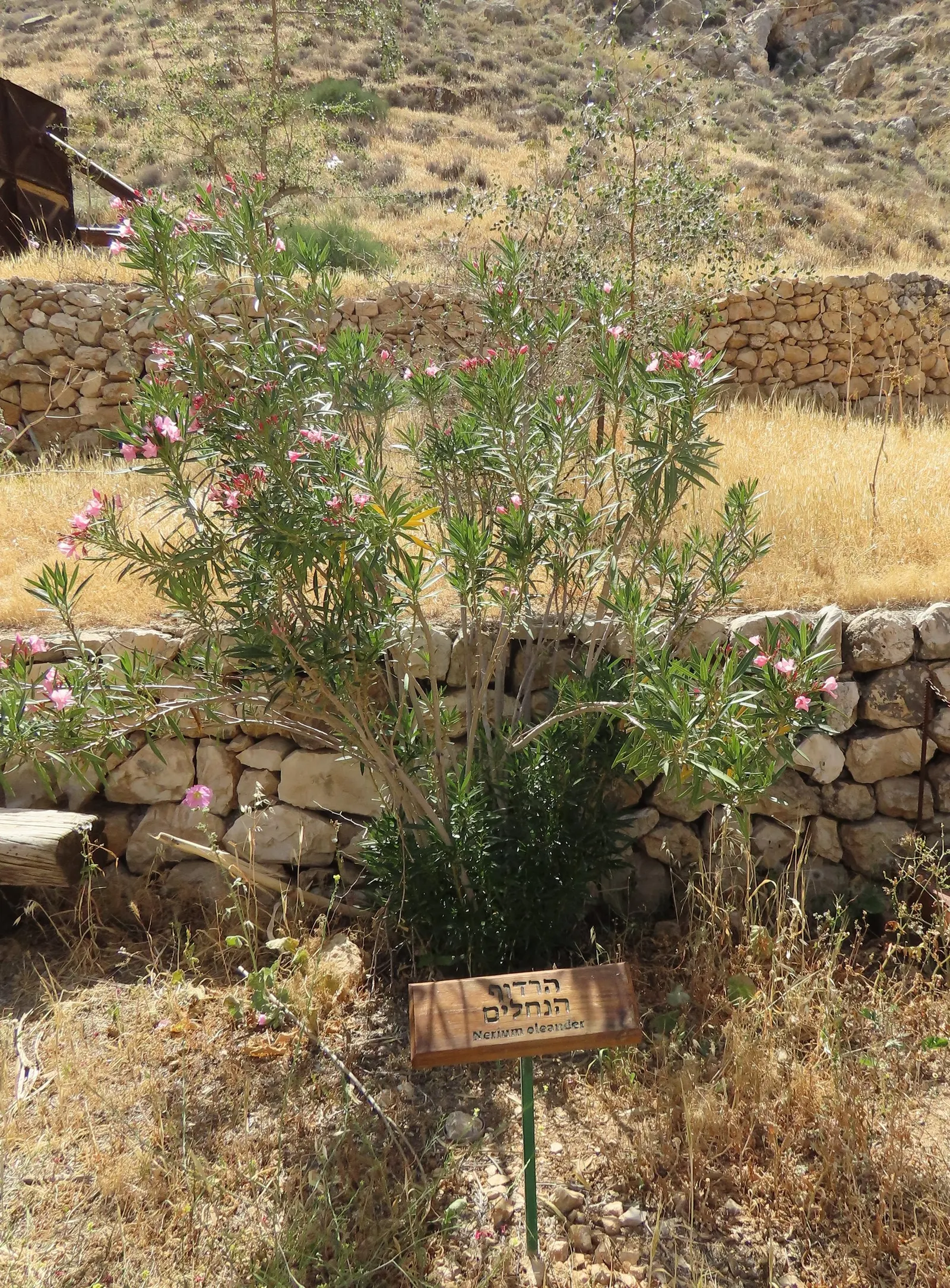 Oleander (Nerium Oleander) — the Oleander is well adapted to warm climates and is hardy in USDA zones 8 through 10, image 32