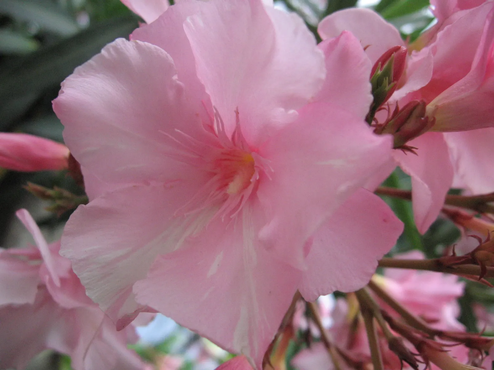 Oleander (Nerium Oleander) — is an eye-catching evergreen shrub renowned for its bountiful; the Oleander is well adapted to warm climates and is, image 50