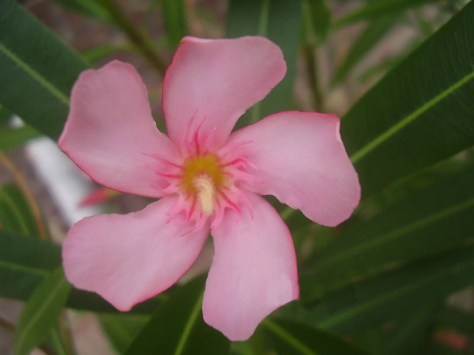 Oleander (Nerium Oleander) — They prefer full sun to partial shade settings and require moderate watering