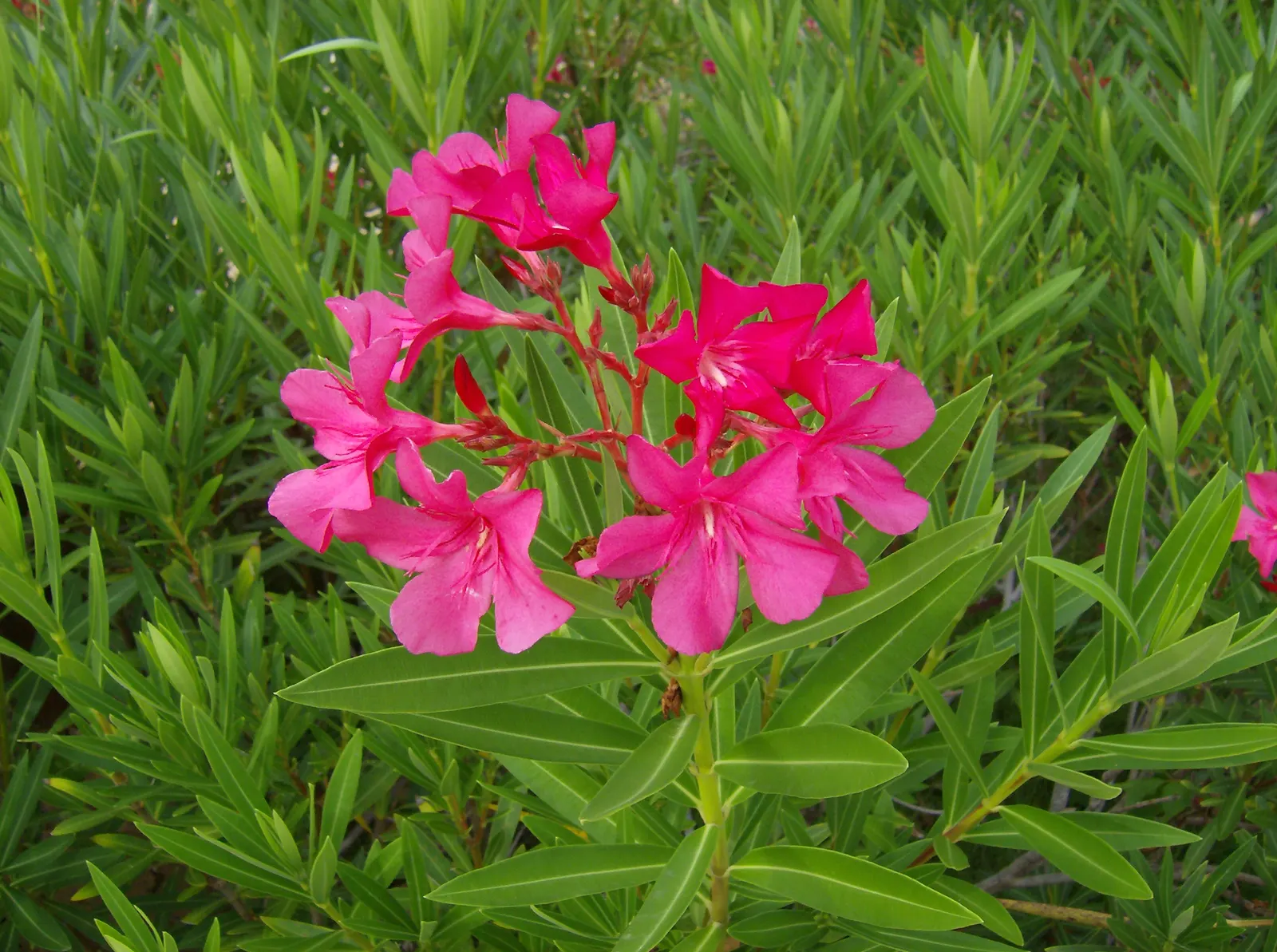 Oleander (Nerium Oleander) — is an evergreen shrub averaging 8-12 ft in height with a spread of 10 ft; the Oleander is well adapted to warm climates and is