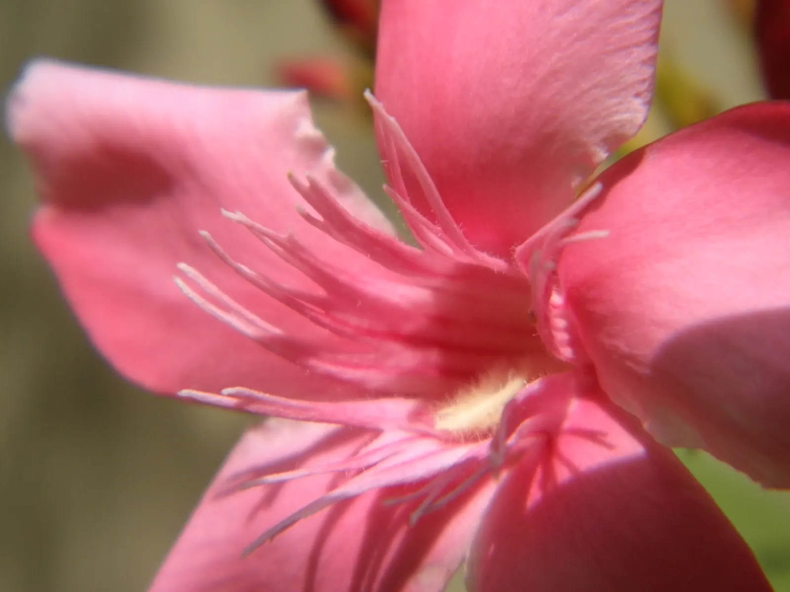 Oleander (Nerium Oleander) — They prefer full sun to partial shade settings and require moderate watering; although hardy in USDA zones 8-10, it is, image 58