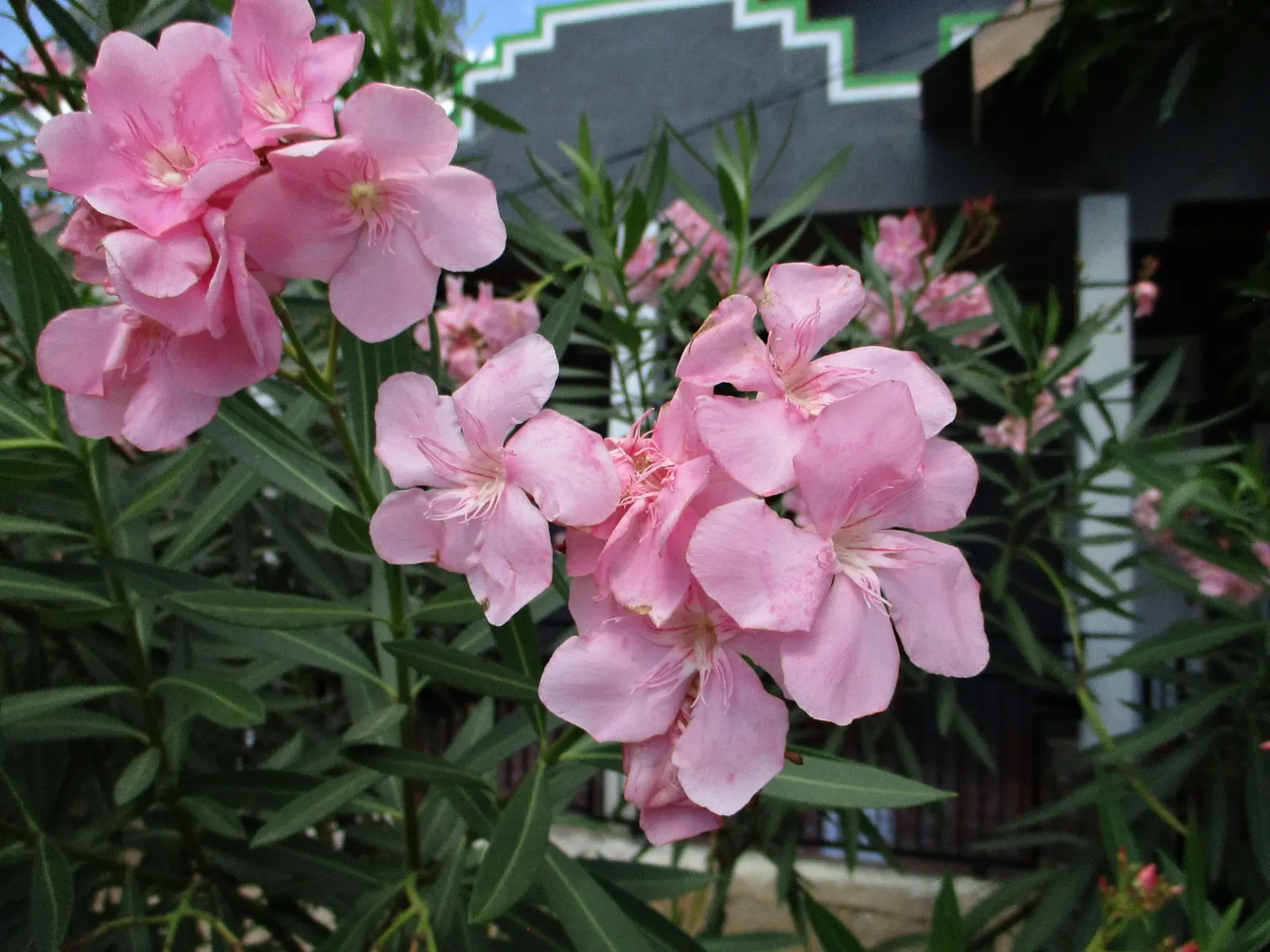 Oleander (Nerium Oleander) — the Oleander is well adapted to warm climates and is hardy in USDA zones 8 through 10, image 53