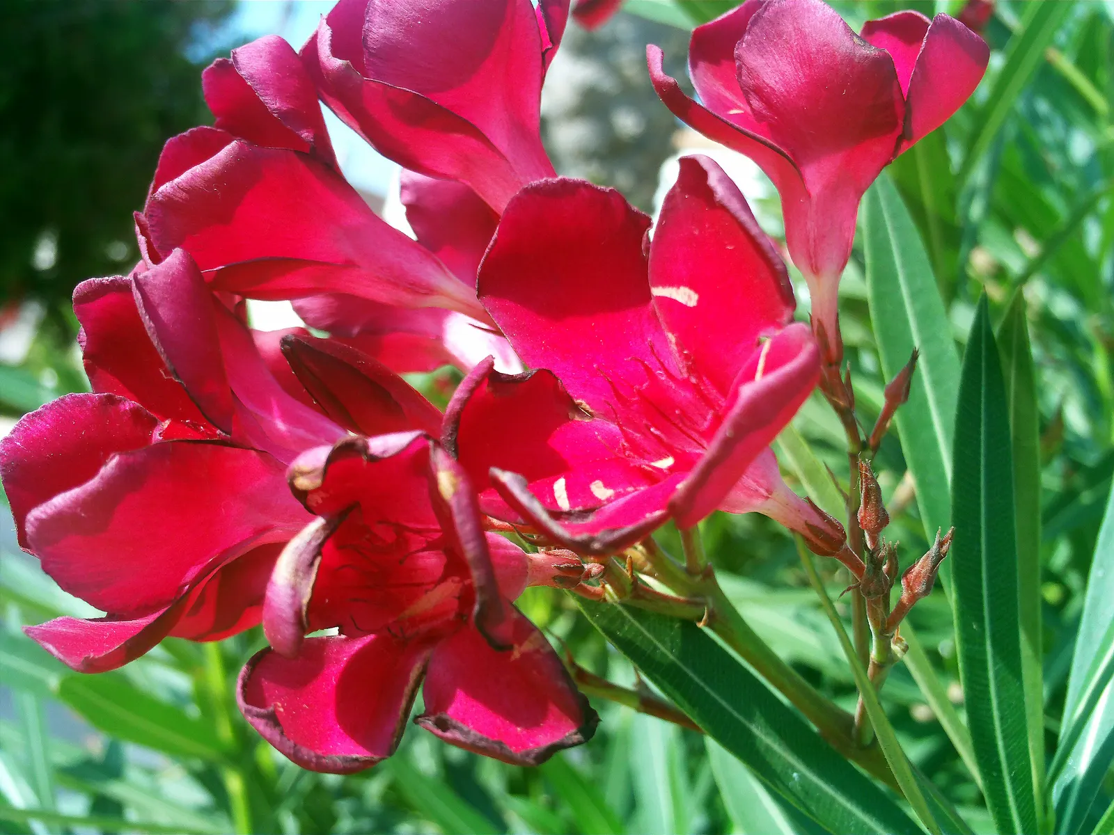 Oleander (Nerium Oleander) — Although hardy in USDA zones 8-10, it is toxic if ingested, image 25