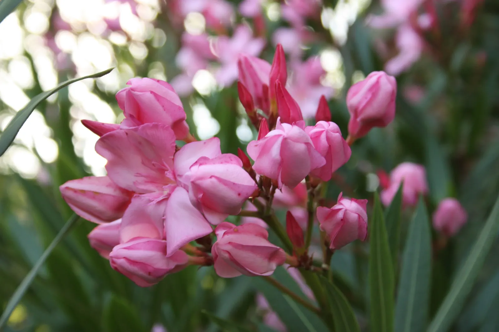 Oleander (Nerium Oleander) — Requires well-drained soil and full sun to partial shade