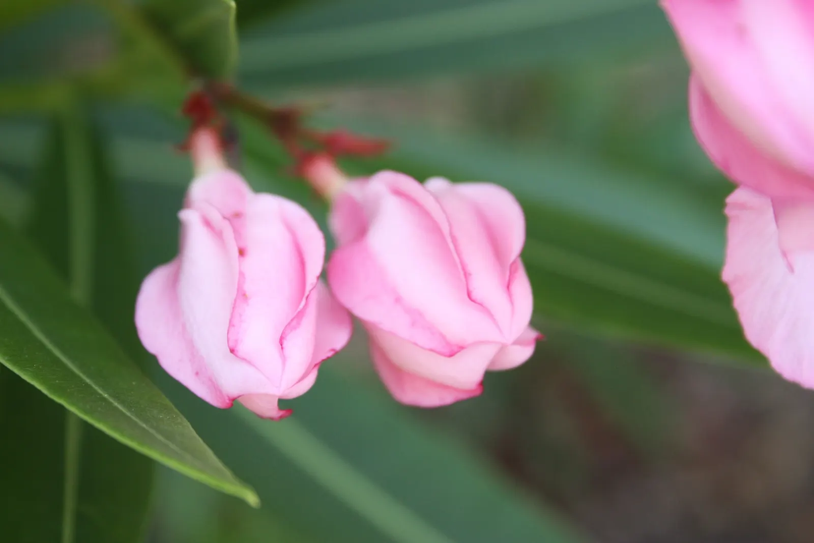 Oleander (Nerium Oleander) — Although hardy in USDA zones 8-10, it is toxic if ingested