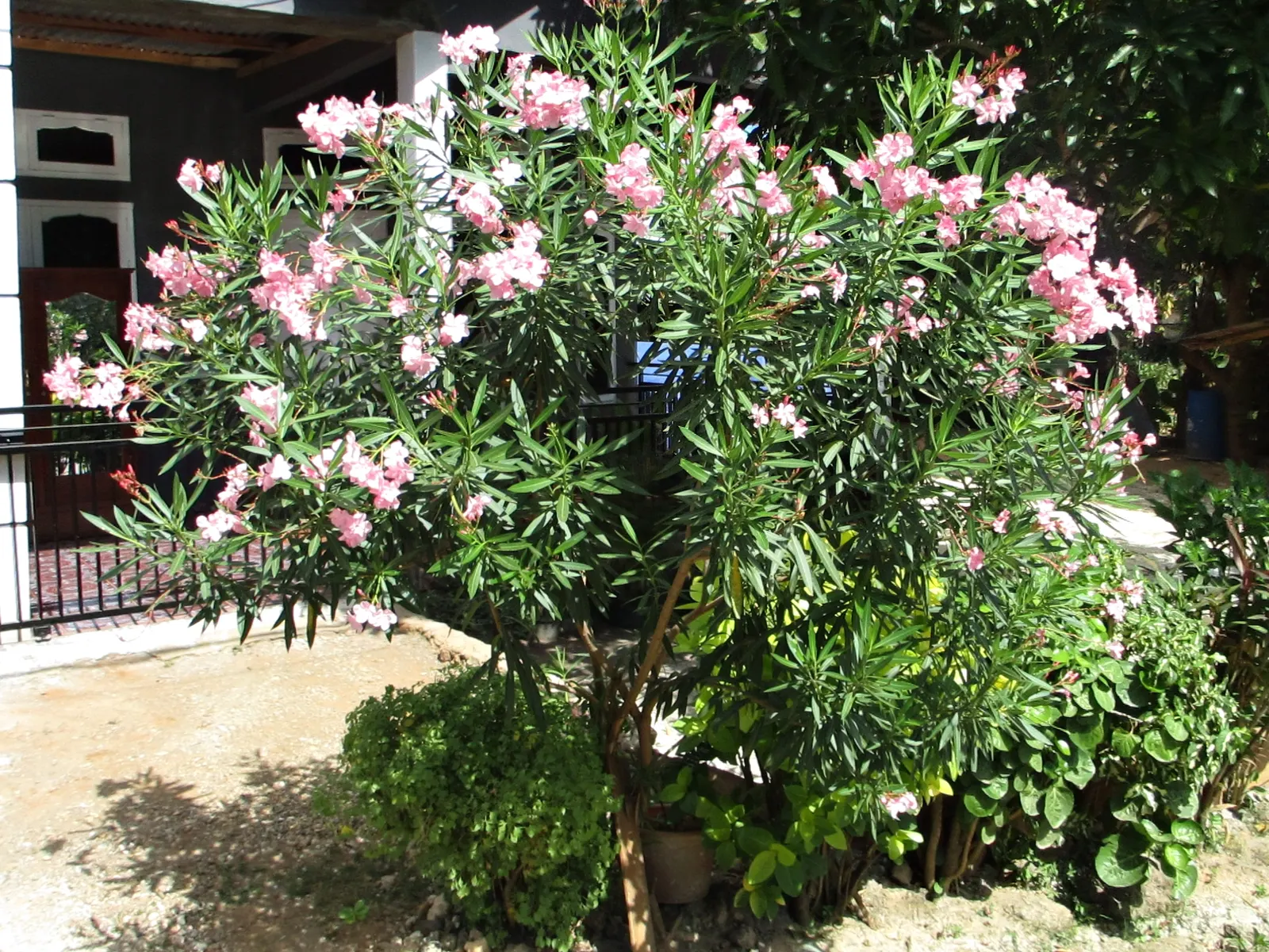 Oleander (Nerium Oleander) — it is essential to consider their sunlight and water needs