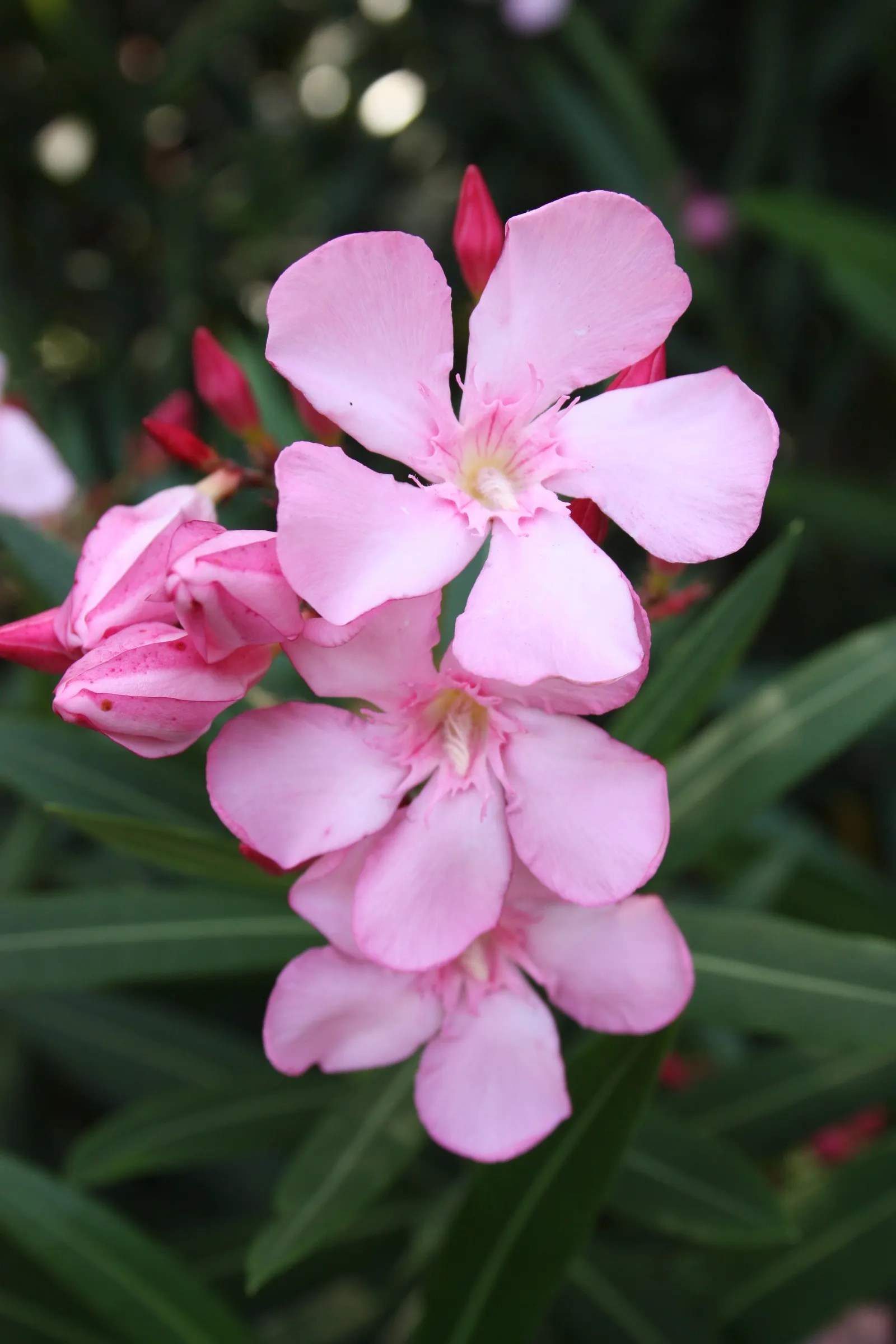 Oleander (Nerium Oleander) — create a striking display from early summer until the first frost; the Oleander is well adapted to warm climates and, image 56