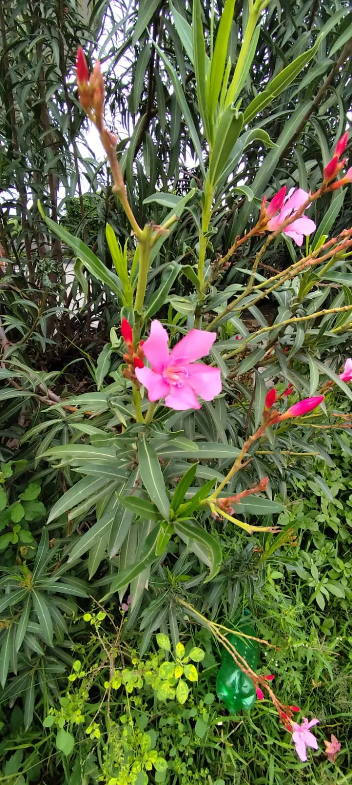 Oleander (Nerium Oleander) — Requires well-drained soil and full sun to partial shade; the Oleander is well adapted to warm climates and is hardy in USDA zones