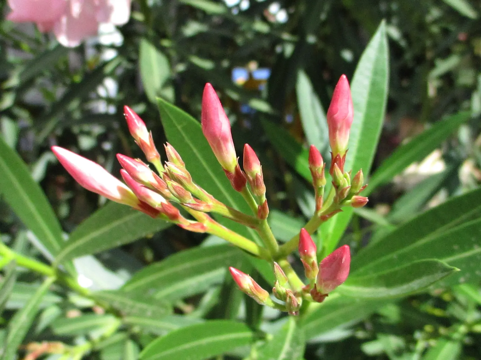 Oleander (Nerium Oleander) — which appear in a stunning array of colors such as pink